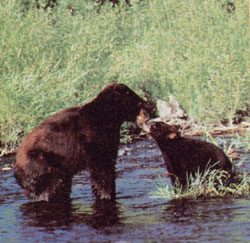 A Face-to-Face Encounter in Black Bear Habitat